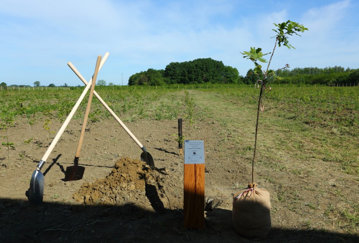 Ötvenezer új fa az Újszülöttek erdejében