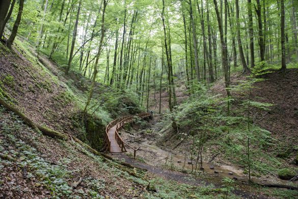 Ősbükkösöktől az Ős-Dráváig – A baranyai erdők csodái