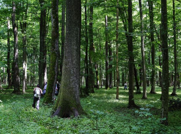 Ősbükkösöktől az Ős-Dráváig – A baranyai erdők csodái