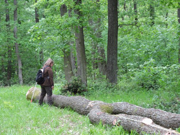 Szigetvári erdész képviseli a Mecsekerdőt az országos erdészversenyen