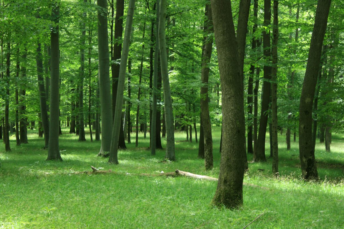 Mecsekerdő_A Talaj napja 2024. 07. 18-án a Mecsekerdő Zrt. központja adott helyszínt az Országos Erdőtanács soron következő ülésének