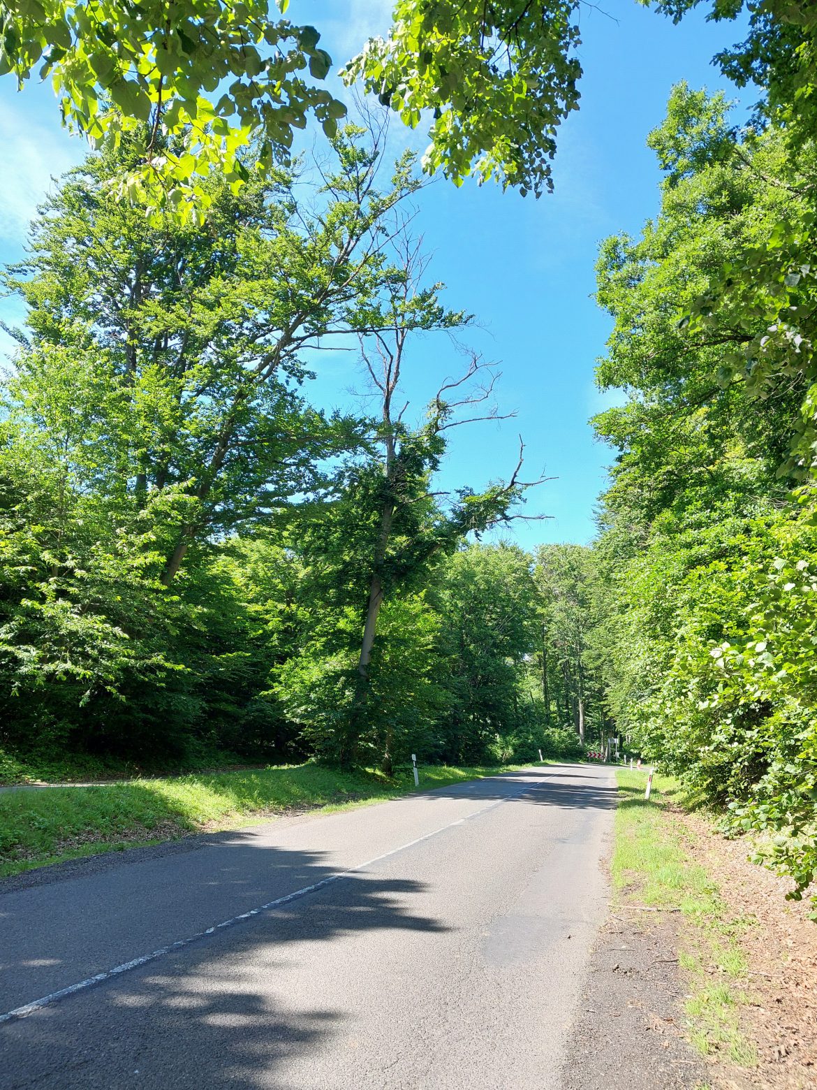 Veszélyessé vált fákat vágnak ki a Mecsekerdő Zrt. munkatársai