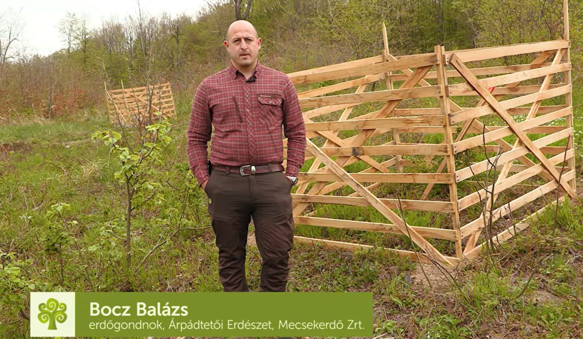Kis védett foltokból növekednek ellenállóbb erdők a Mecsekben