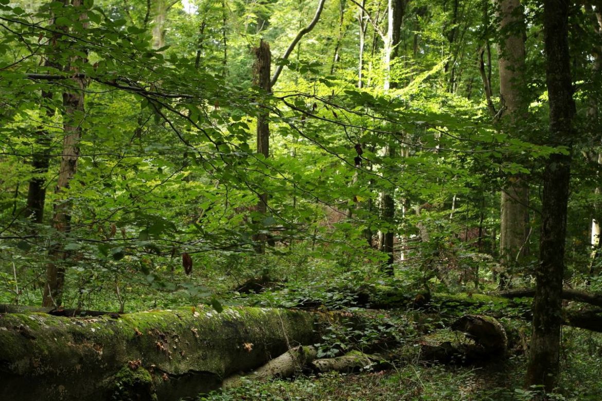 Egészséges fauna – egészséges erdők