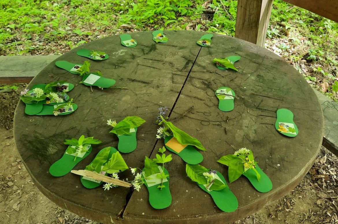 Fenntarthatósági témahét a Mecsekerdőnél