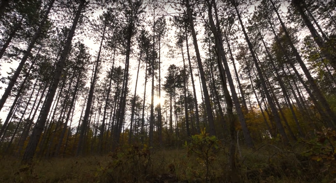 Pusztuló fenyvesek helyén egészséges erdők