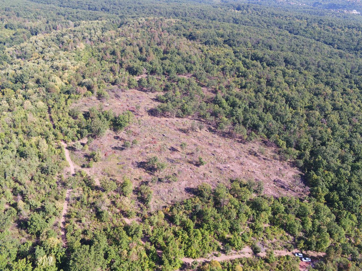 A tűzkár után újjáéledt az erdő Patacson!