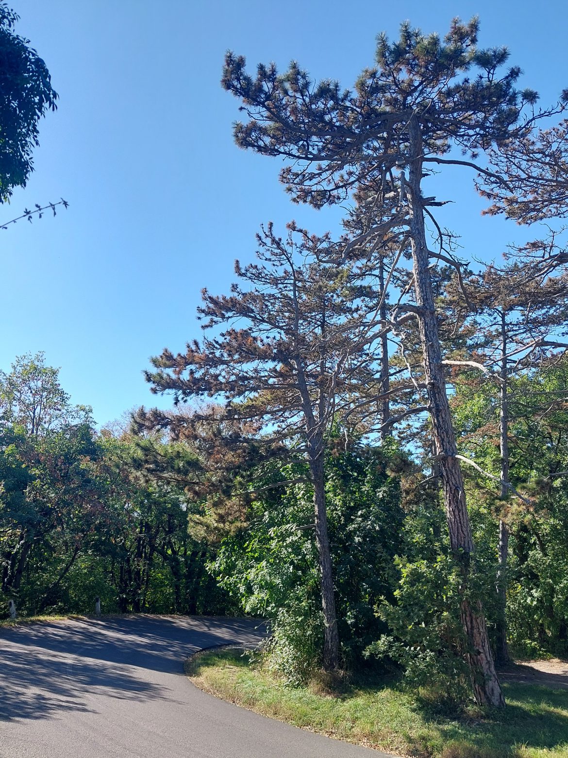 Beteg, száradó fenyőket termelünk ki a Lapisnál