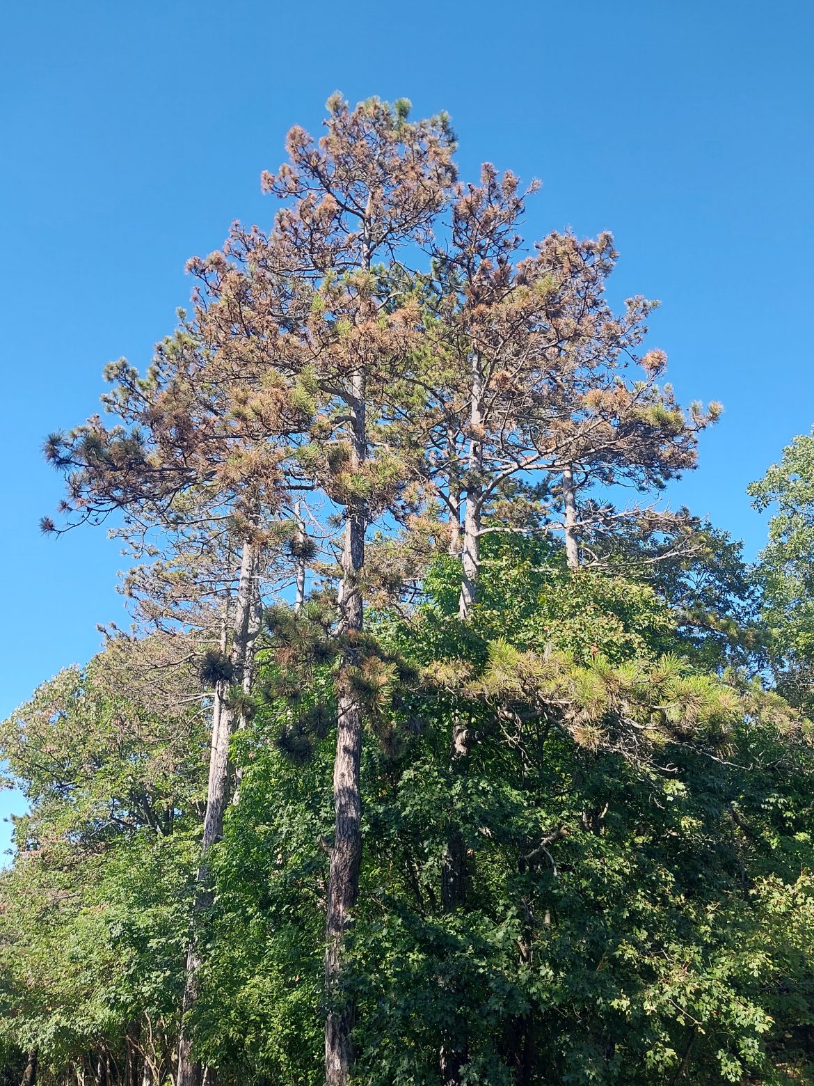 Veszélyessé vált fákat távolít el a Mecsekerdő Sikondán