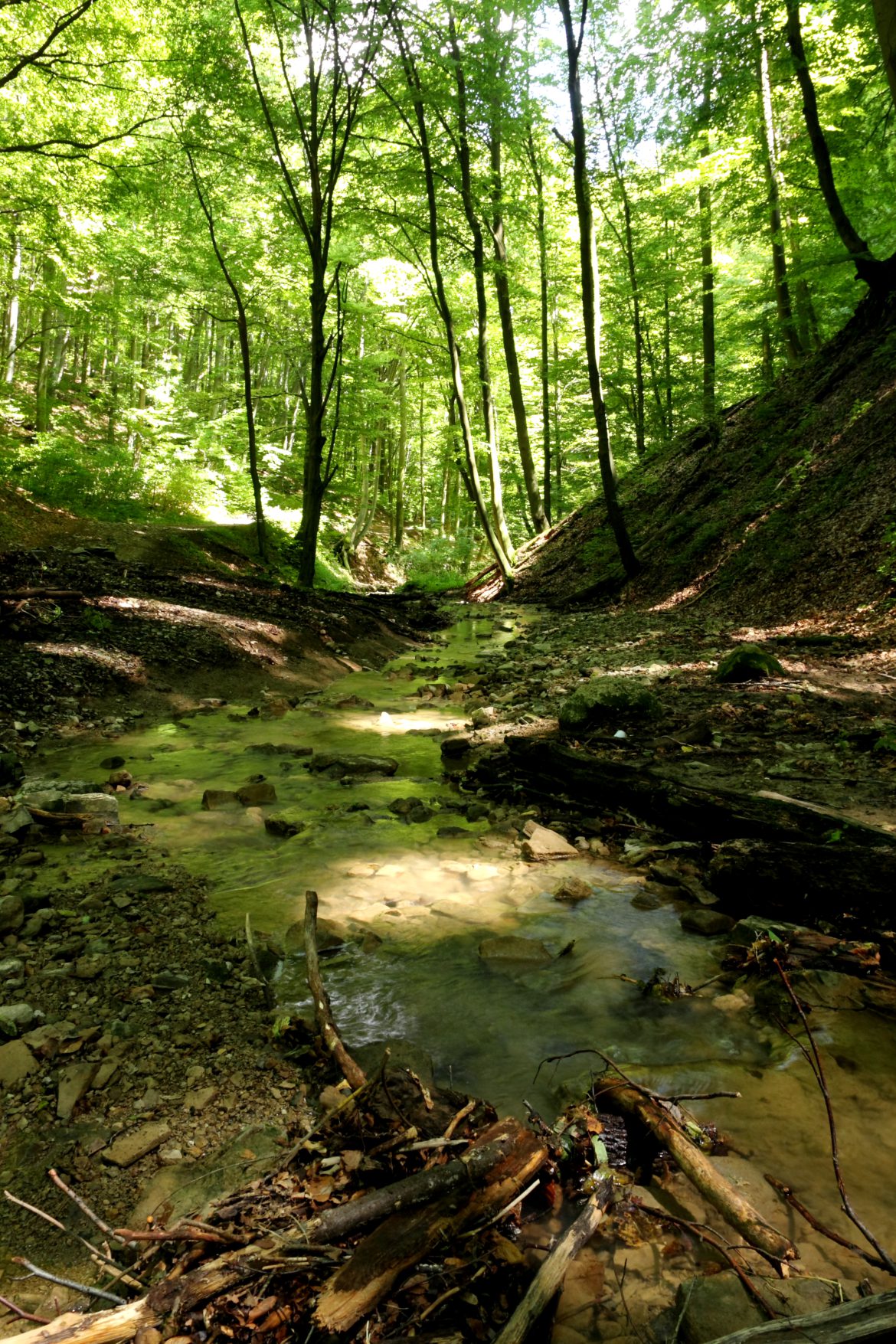 Veszélyessé vált fák eltávolítása az Óbányai-völgyben
