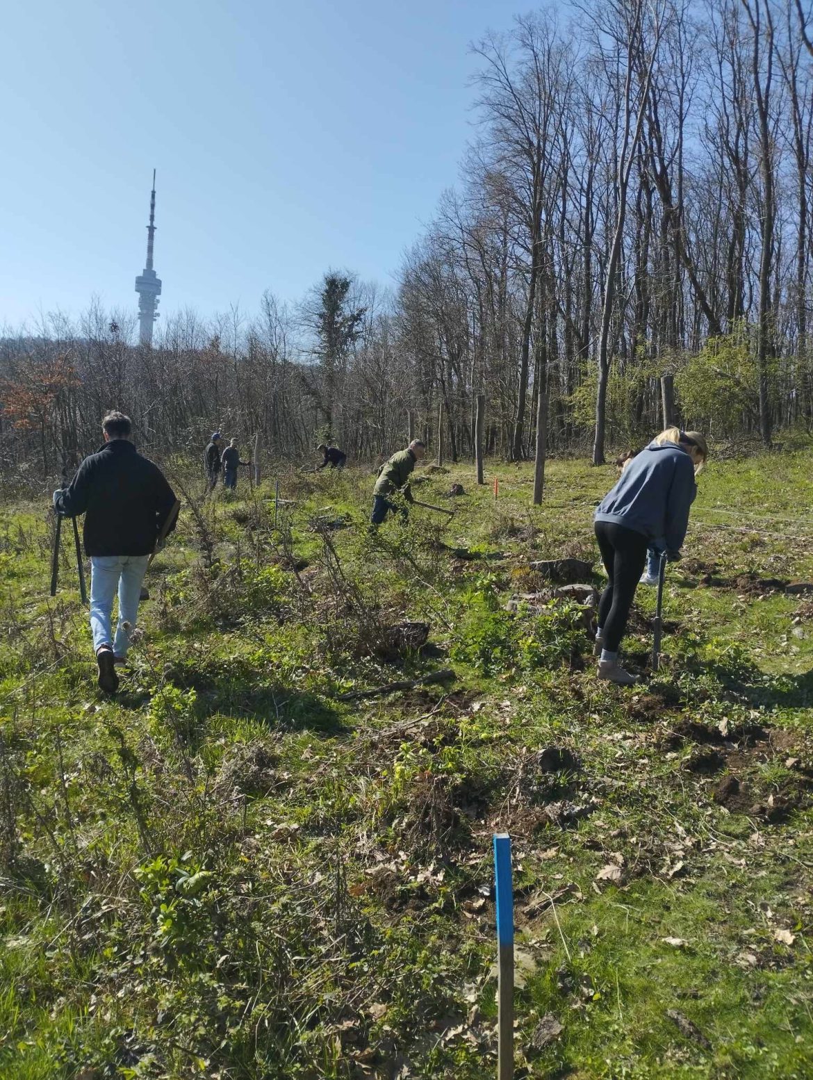 Közösségi faültetés a PTE Zöld Egyetem Program és a Mecsekerdő Zrt. együttműködésében