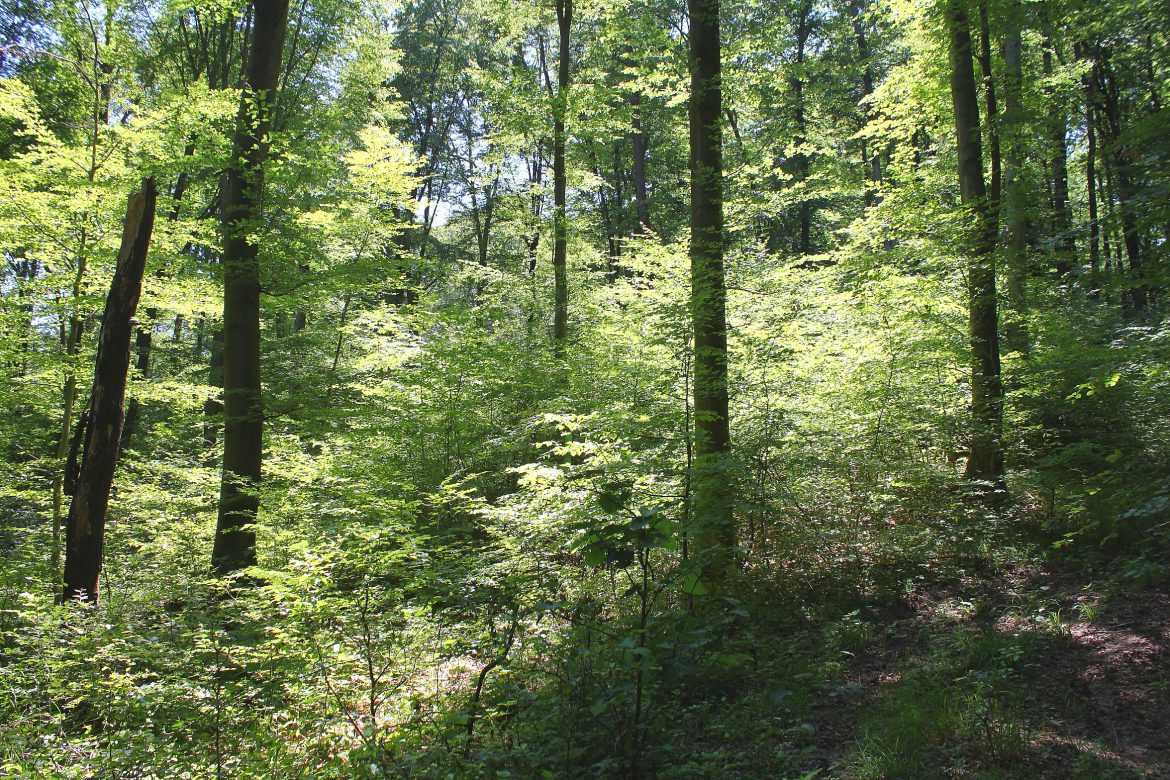Újabb terület kerül örökerdő-üzemmódba a Mecsekerdőbe