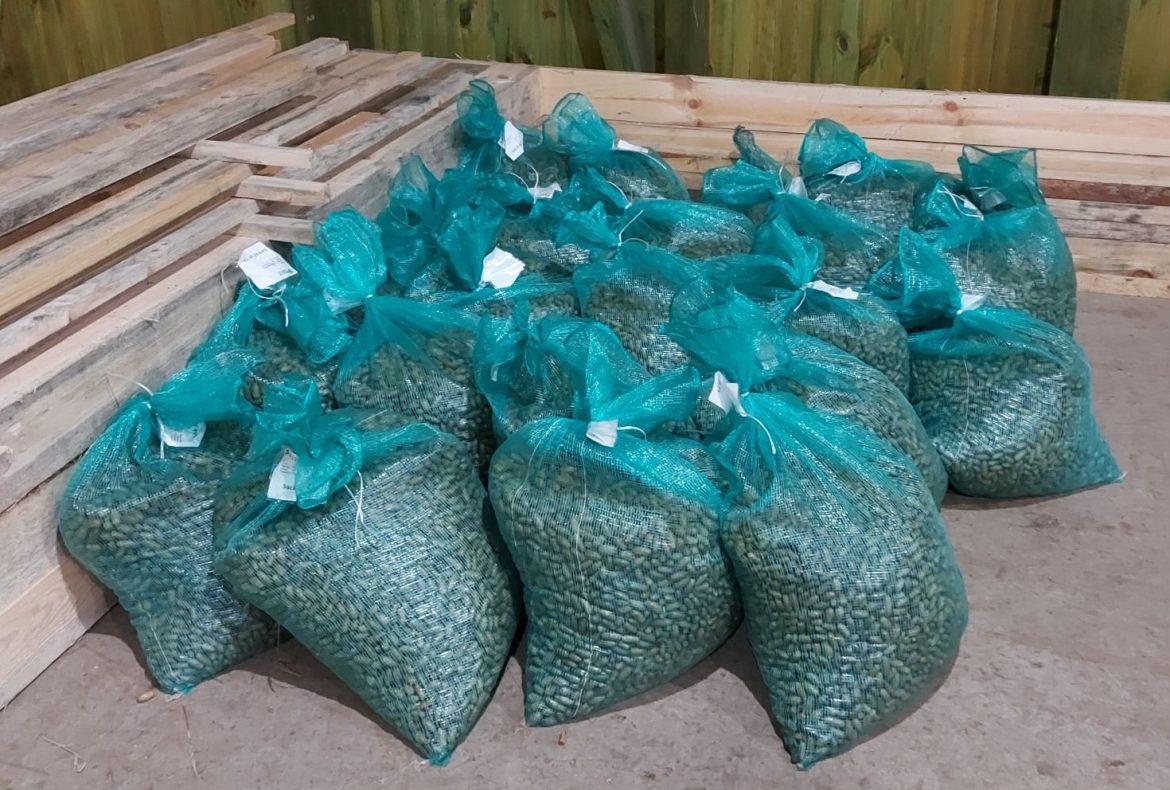 Nagyszabású erdészeti kísérlet kezdődik a klímaváltozáshoz való alkalmazkodás érdekében