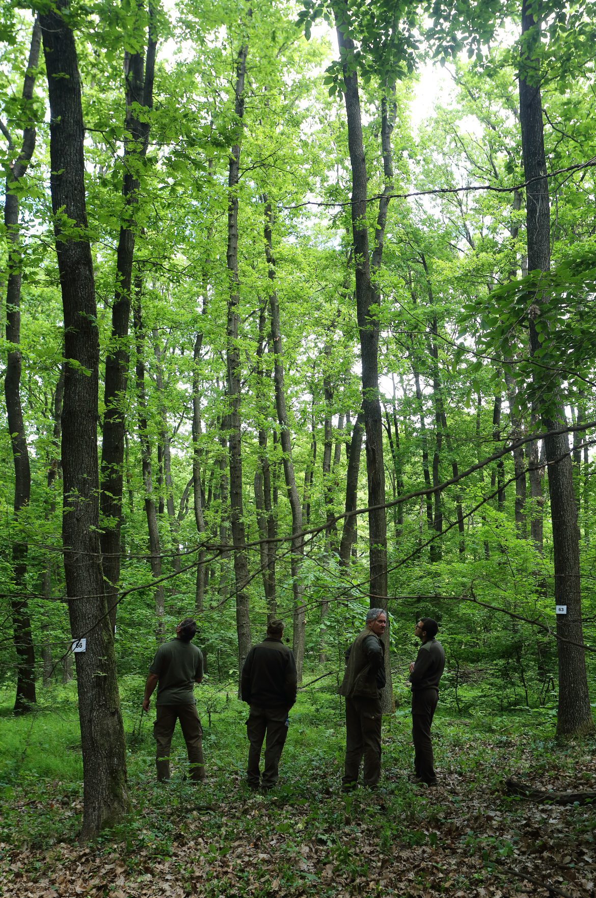 Szakmai innováció és tudásmegosztás a Mecsekerdő Zrt.-nél