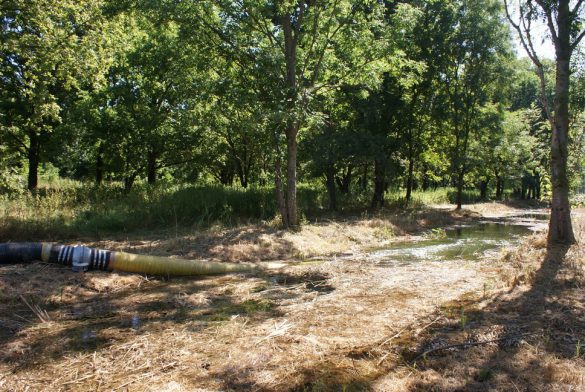Vizet kapott a kocsányostölgy: a Mecsekerdő és a DDVIZIG együttműködése a genetikai erdőforrás megőrzéséért