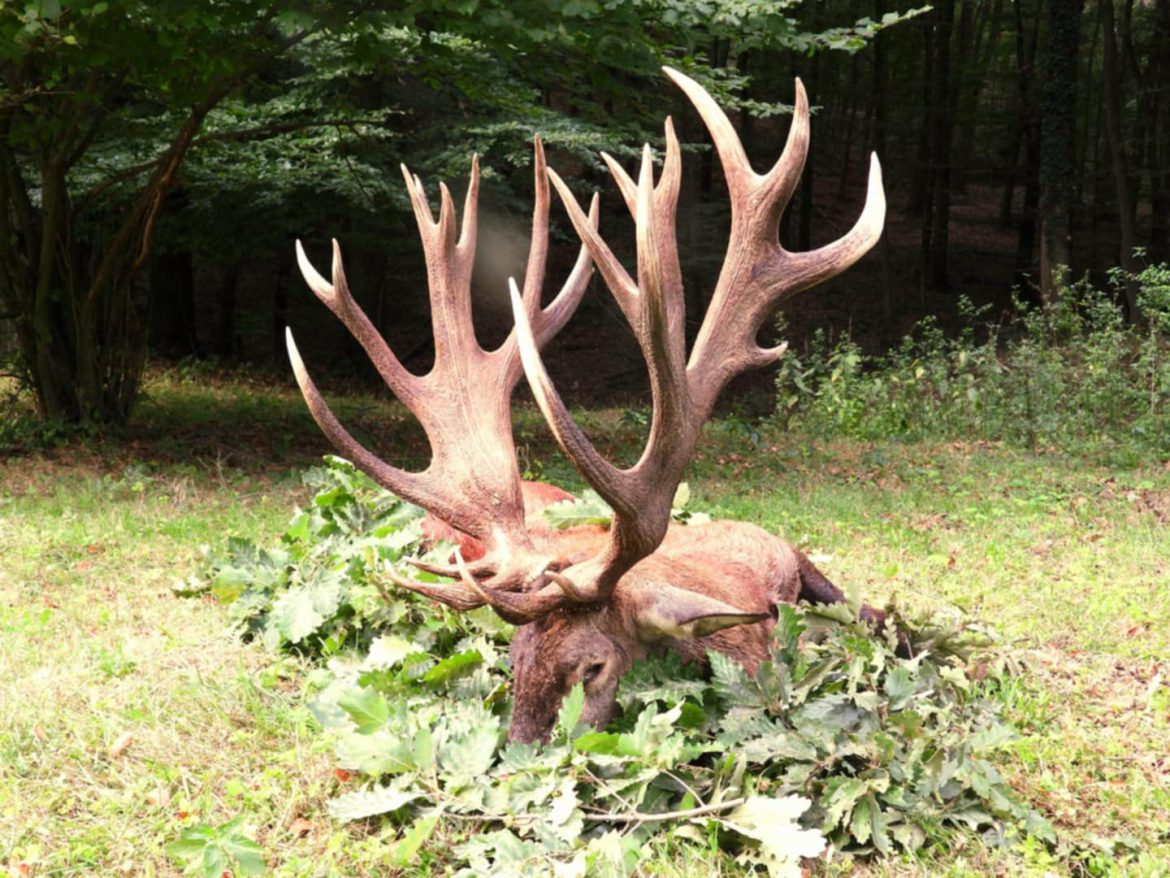 Kapitális gímbika a Kelet-Mecsekben