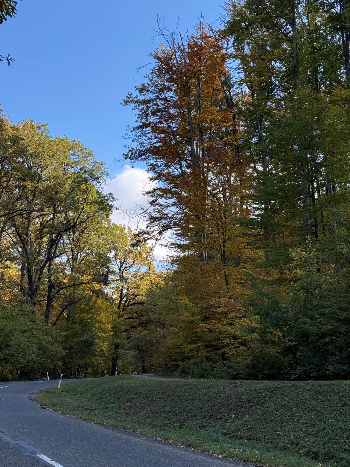 Balesetveszélyes az Orfű felé vezető út menti erdősáv