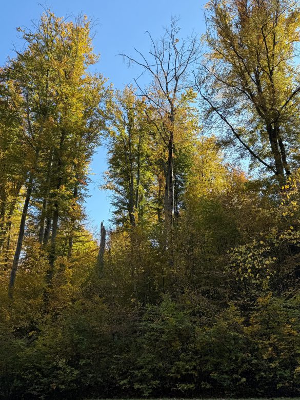 Balesetveszélyes az Orfű felé vezető út menti erdősáv