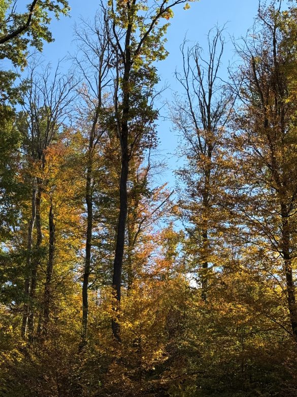 Balesetveszélyes az Orfű felé vezető út menti erdősáv