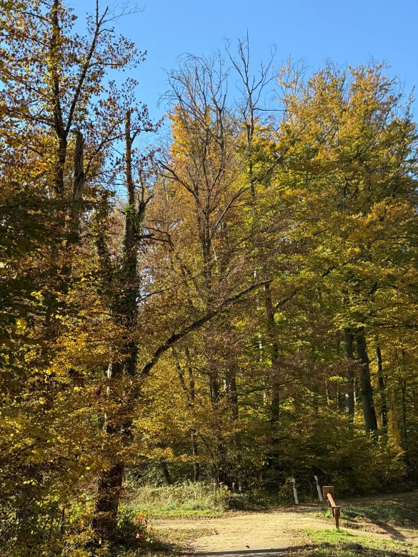 Balesetveszélyes az Orfű felé vezető út menti erdősáv