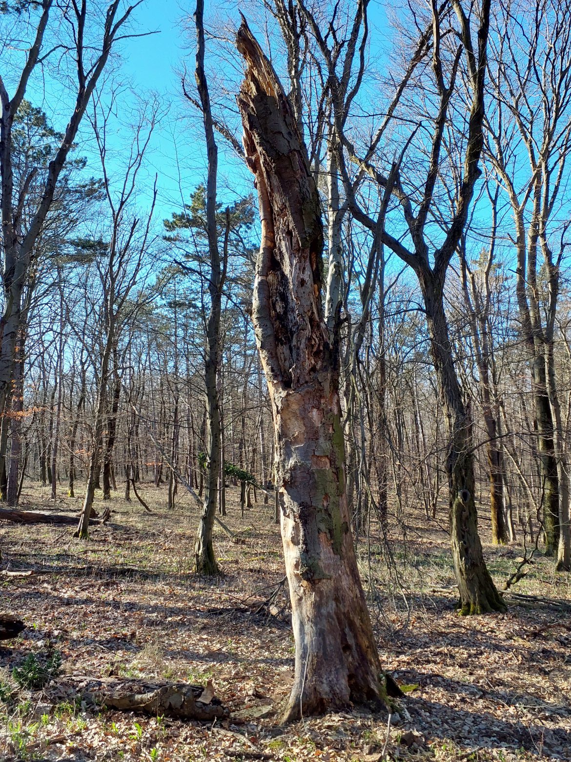 Lépőkövek az erdőben – így segíti a Mecsekerdő a biológiai sokféleség fennmaradását