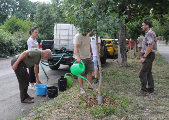 A Mecsekerdő kollégái a közterületi fák védelmében