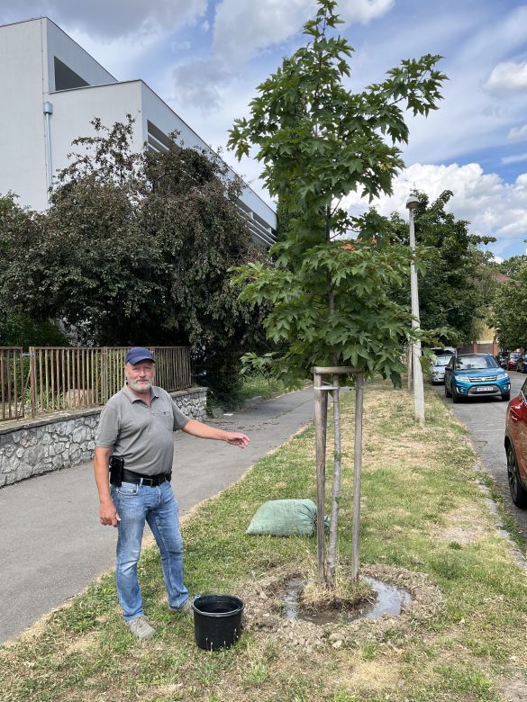 Közösségi faöntözés a Köztársaság téren