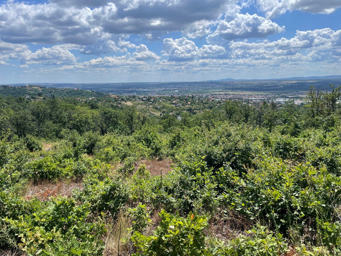 Négy évvel a tűz után természetes úton újul meg a patacsi erdő